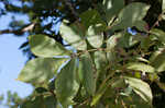 Mockernut hickory